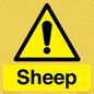 WV12090: Sheep