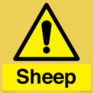 WV12090: Sheep