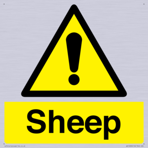 WV12090: Sheep