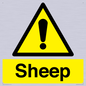 WV12090: Sheep