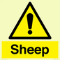 WV12090: Sheep