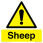 WV12090: Sheep