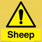 WV12090: Sheep