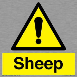 WV12090: Sheep