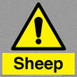 WV12090: Sheep