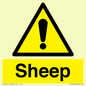 WV12090: Sheep