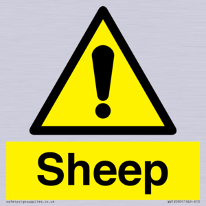 WV12090: Sheep
