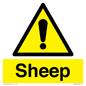 WV12090: Sheep