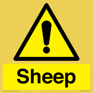 WV12090: Sheep