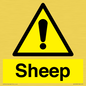 WV12090: Sheep