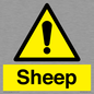 WV12090: Sheep
