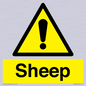 WV12090: Sheep