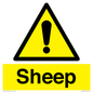 WV12090: Sheep