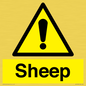 WV12090: Sheep