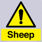WV12090: Sheep