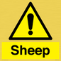 WV12090: Sheep