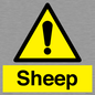 WV12090: Sheep