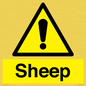 WV12090: Sheep