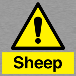 WV12090: Sheep