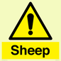 WV12090: Sheep