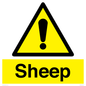 WV12090: Sheep