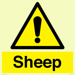 WV12090: Sheep