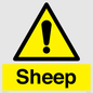 WV12090: Sheep