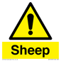 WV12090: Sheep