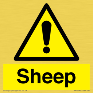 WV12090: Sheep