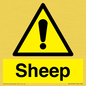 WV12090: Sheep