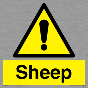 WV12090: Sheep