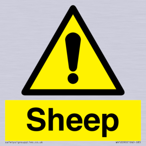 WV12090: Sheep