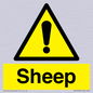 WV12090: Sheep