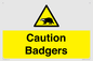 WV16877: Caution Badgers