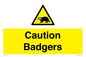 WV16877: Caution Badgers
