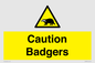 WV16877: Caution Badgers