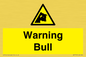 WV7772: Warning bull