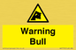 WV7772: Warning bull