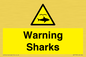 WV7778: Warning sharks